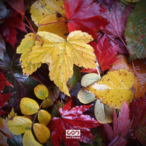 Autumn Bliss (Sample Pack)